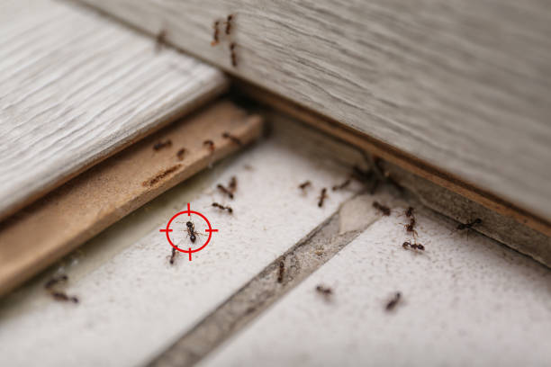 Professional Pest Control in Woodville, MS