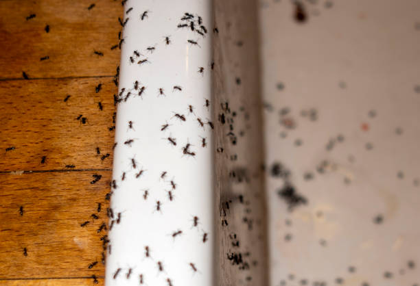 Best Residential Pest Control  in Woodville, MS
