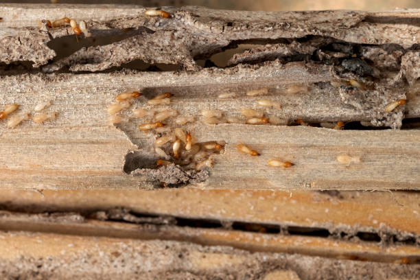 Best Bed Bug Extermination  in Woodville, MS